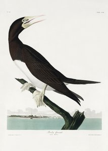 Szirtcsőrű szulák a *Birds of America* (1827) című műből alkotó: John James Audubon