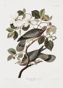 A „Birds of America” (1827) című műből származó, farokjelzéssel ellátott galamb alkotó: John James Audubon