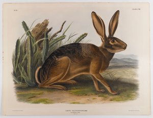 Kaliforniai nyúl, 1847 alkotó: John James Audubon