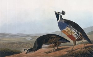 Kaliforniai partifecske, az "Amerika madarai"-ból, metszette Robert Havell (1793-1878) 1838