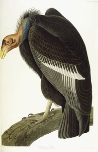 Kaliforniai keselyű, öreg hím, 1838