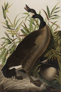 Kanadai liba, 1827-1838 (wc papíron) alkotó: John James Audubon