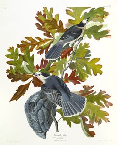Kanada Jay alkotó: John James Audubon