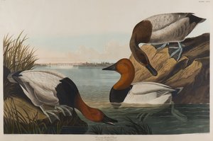 Vászonhátú kacsa, 1836 (wc papíron)