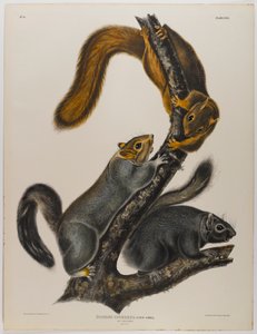 Macska mókus alkotó: John James Audubon
