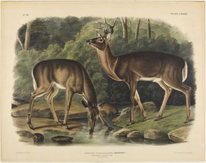 virginiai szarvas, Pennant alkotó: John James Audubon