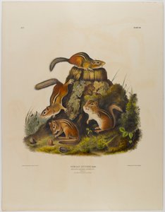 Forgácsoló mókus hakni alkotó: John James Audubon