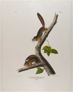 Kolumbiai mókus alkotó: John James Audubon