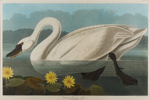Közönséges amerikai hattyú, 1838 (wc papíron) alkotó: John James Audubon