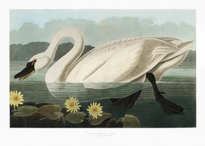 Közönséges amerikai hattyú a *Birds of America* (1827) című műből alkotó: John James Audubon