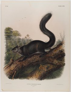 Szürke mókus alkotó: John James Audubon