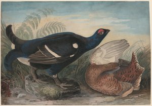  alkotó: John James Audubon