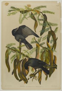 Fish Crow, nyomta Julien Bien és adta ki Roe Lockwood & Son, 1861 (kromolitográfia) alkotó: John James Audubon