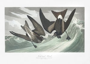 Villásfarkú viharmadár a *Birds of America* (1827) című műből alkotó: John James Audubon