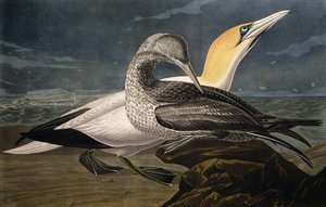 Gannets, az Amerika madaraiból, Robert Havell (1793-1878) metszetében, 1836-ban
