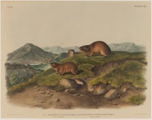 Georychus Helvolus és Georychus Trimucronatus alkotó: John James Audubon