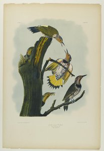 Aranyszárnyú harkály, Julien Bien nyomta és Roe Lockwood & Son adta ki, 1861 (kromolitográfia) alkotó: John James Audubon