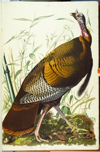Nagy amerikai Beck hím. Vad pulyka alkotó: John James Audubon