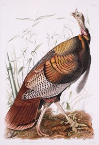 Nagy amerikai kakas, vagy vadpulyka alkotó: John James Audubon