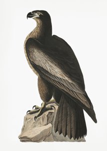 Amerikai tengeri sas a *Birds of America* (1827) című műből alkotó: John James Audubon
