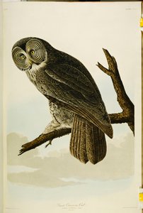 Nagy bagoly, a "The Birds of America"-ból