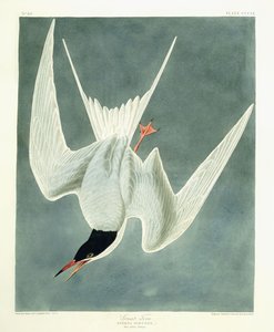 Nagy kanyar, férfi, tavaszi tollazat, 1836 alkotó: John James Audubon
