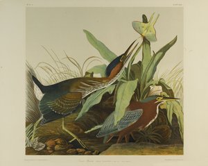 Green Heron, nyomta Julien Bien és adta ki Roe Lockwood & Son, 1861 (kromolitográfia) alkotó: John James Audubon