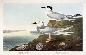 Havell csér és Trudeau csér, 1838 alkotó: John James Audubon