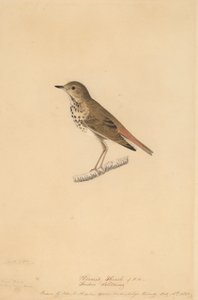 Remete rigó, 1820. alkotó: John James Audubon