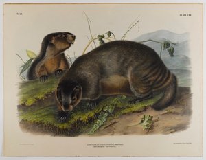 Hoary mormota alkotó: John James Audubon