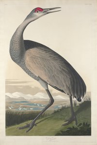 Karikás daru, 1835 alkotó: John James Audubon