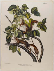 Hudson-öböli mókus alkotó: John James Audubon