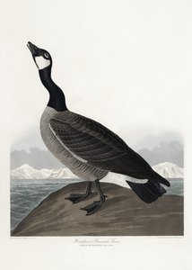 Hutchins barnacle-lúda a *Birds of America* (1827) című műből alkotó: John James Audubon
