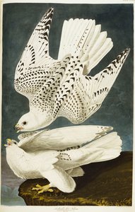 Izland vagy Jer Falcon. Gyrfalcon alkotó: John James Audubon