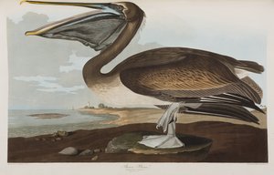 Illusztráció az "Amerika madarai"-ból alkotó: John James Audubon