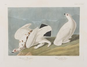 Illusztráció a "Birds of America"-ból alkotó: John James Audubon