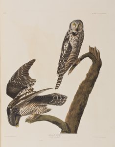 Illusztráció a "Birds of America"-ból alkotó: John James Audubon