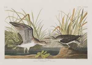 Illusztráció a "Birds of America"-ból alkotó: John James Audubon
