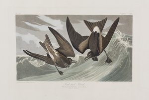 Illusztráció a "Birds of America"-ból alkotó: John James Audubon