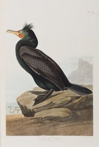 Illusztráció a "Birds of America"-ból alkotó: John James Audubon