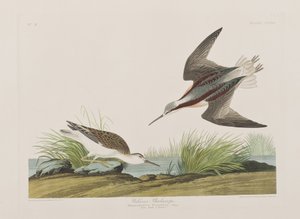Illusztráció a "Birds of America"-ból alkotó: John James Audubon