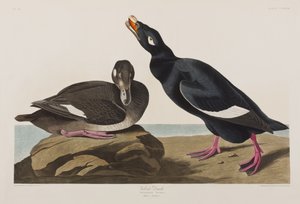 Illusztráció a "Birds of America"-ból alkotó: John James Audubon