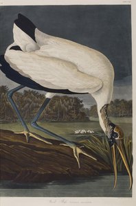 Illusztráció a "Birds of America"-ból alkotó: John James Audubon