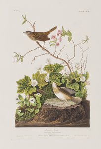 Illusztráció az "Amerika madarai"-ból alkotó: John James Audubon