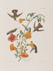 Illusztráció a "Birds of America"-ból alkotó: John James Audubon