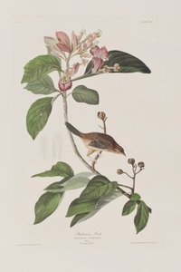 Illusztráció a "Birds of America"-ból alkotó: John James Audubon