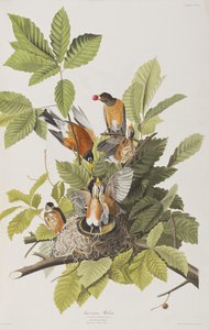 Illusztráció a "Birds of America"-ból alkotó: John James Audubon