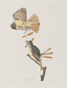 Illusztráció a "Birds of America"-ból alkotó: John James Audubon