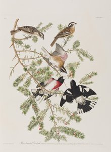 Illusztráció a "Birds of America"-ból alkotó: John James Audubon