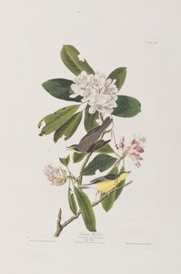 Illusztráció a "Birds of America"-ból alkotó: John James Audubon